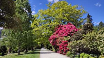 Vibrant beautiful botanic garden with various colorful flowers and leaves in spring time blurred background floral wallpaper Queenstown New Zealand 