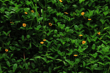 Scotch marigold, is a plant in the genus Calendula of the Asteraceae family. Scotch marigolds for...