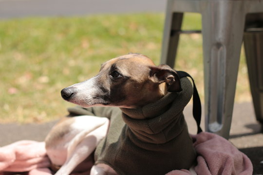 Portrait Of A Small Female Purebred Pet Companion Whippet Dog In A High Necked Jumper On It's Lead At A Cafe On The Street With It's Owner On A Sunny City Melbourne Day, Australia