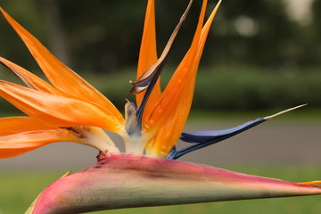 close up details of the colors and textures on a tropical flower, bird of paradise, vibrant pink, orange and blue petals.