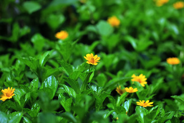 Scotch marigold, is a plant in the genus Calendula of the Asteraceae family. Scotch marigolds for...