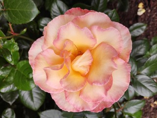 Beautiful giant roses pink red orange flame purple flowers in botanic garden spring time Queenstown garden new Zealand cold weather blossom plant colorful closeup Hoa Hong 