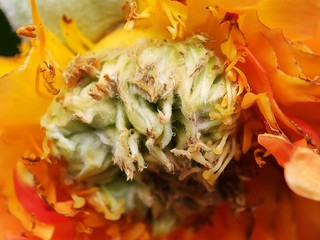 Beautiful colorful macro flower wild bloom floral in spring time blur background wildflower in botanical garden fresh pink white petal creative close up shoot with water drop