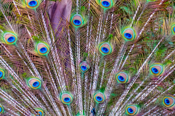 Obraz premium Abstract background of the peacock feathers 