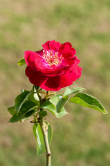 Obraz premium Red rose in the garden