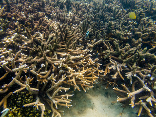 Naklejka na ściany i meble Coral Reef Ecosystem In Cloudy Water, Captured By Underwater Snorkeler