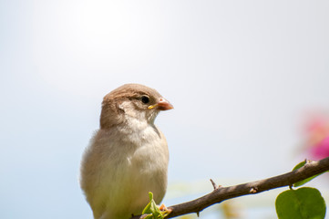 Sparrow on a branch