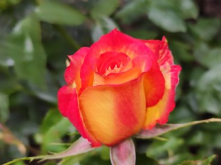 garden, rose, roses, color, beautiful, flower, background, nature, floral, beauty, pink, summer, plant, blossom, spring, natural, bloom, green, petal, colorful, red, white, fresh, closeup, pattern, ro
