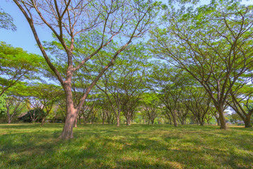 Bottom view to the tree top of nature background