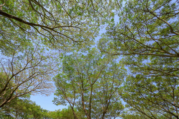 Bottom view to the tree top of nature background