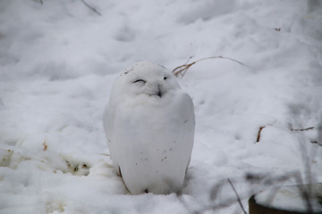 Naklejka premium White eagle owl that almost melts into the snow