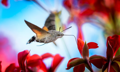 An hummingbird hawk-moth Macroglossum stellatarum feeding nectar from woolly thistle flower.