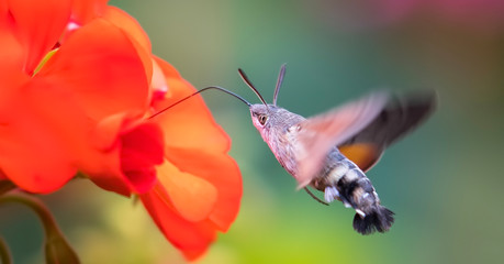 An hummingbird hawk-moth Macroglossum stellatarum feeding nectar from woolly thistle flower. © Jiří Fejkl