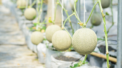 Melon fruit plant growing in greenhouse farm, Thailand	