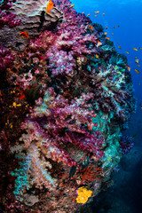 Naklejka na ściany i meble Vivid Color Coral Reefs Underwater in Izu Japan