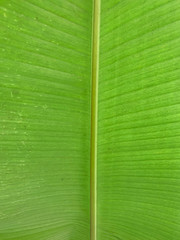 green banana leaf texture