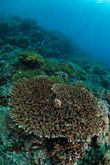 Naklejka na ściany i meble Healthy Lush Hard Coral Patches Underwater in Izu, Japan