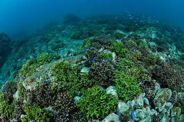 Healthy Lush Hard Coral Patches Underwater in Izu, Japan
