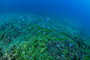 Fototapeta na wymiar Healthy Lush Hard Coral Patches Underwater in Izu, Japan