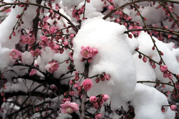 梅の花　雪と梅の花　積雪の梅の花　紅梅　梅の木