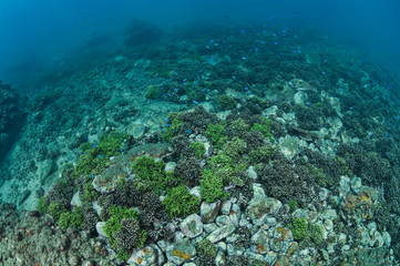 Healthy Lush Hard Coral Patches Underwater in Izu, Japan