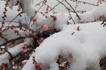 梅の花　雪と梅の花　積雪の梅の花　紅梅　梅の木