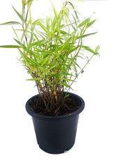Bamboo plants on black pot isolated on white background (Thyrsostachys siamensis Gamble), Ecological Concept, Vertical