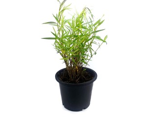 Bamboo plants on black pot isolated on white background (Thyrsostachys siamensis Gamble), Ecological Concept