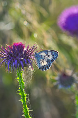 Closeup beautiful butterfly sitting on the flower.