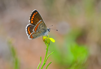 Obraz na płótnie Canvas Closeup beautiful butterfly sitting on the flower.