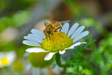 Beautiful  Bee macro in green nature - Stock Image