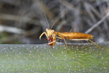 Close up of pair of Beautiful European mantis ( Mantis religiosa )