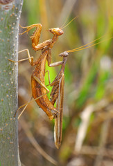 Close up of pair of Beautiful European mantis ( Mantis religiosa )