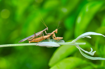 Close up of pair of Beautiful European mantis ( Mantis religiosa )