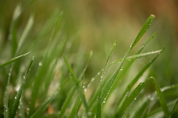 Gras