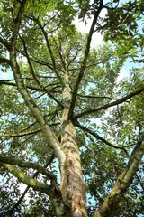 Asian Durian tree with a flower blossom and branches leves top view on white sky background 