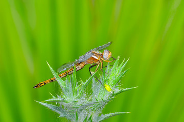 Macro shots, showing of eyes dragonfly and wings detail. Beautiful dragonfly in the nature habitat.
