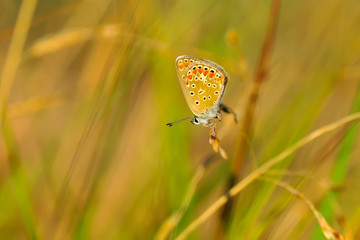 Closeup beautiful butterfly sitting on the flower.