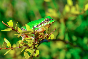 Beautiful Europaean Tree frog Hyla arborea - Stock Image