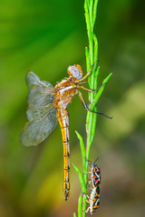 Macro shots, showing of eyes dragonfly and wings detail. Beautiful dragonfly in the nature habitat.