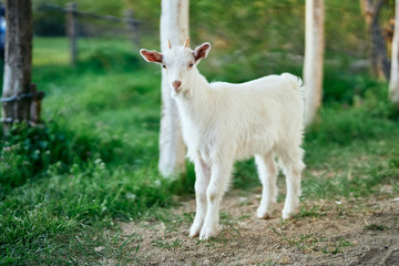 Obraz premium goat on the meadow