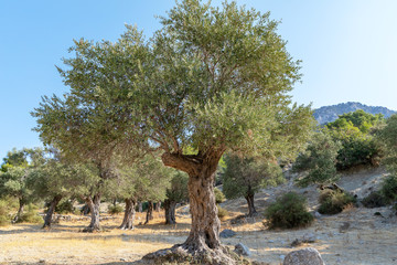 Old olive grove in the mountains in Cyprus. Olive trees on a sunny day. Beautiful Nature