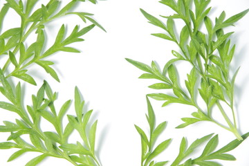 Cosmos leafs on a white isolated background with copy space