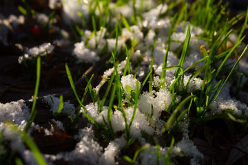 Fresh snow on green grass