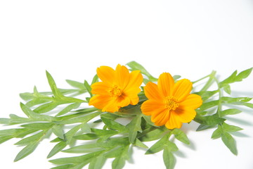 Orange cosmos flower and leafs with copy space on a white isolated background