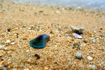 Seashells on the shore