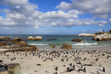 Fototapeta na wymiar Boulders Beach in Cape Town, South Africa with Penguins