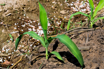  Young Corn Plants.Young green corn growing on the field.