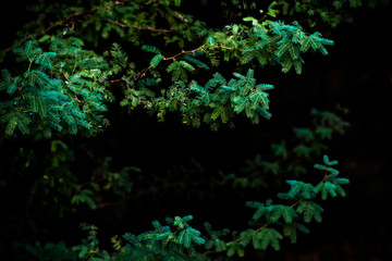 dense forest leaves