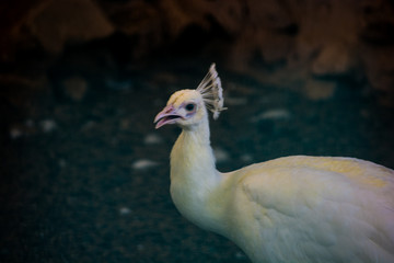 white peacock